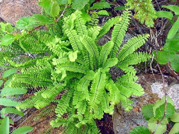Adiantum aleuticum (Rupr.) Paris