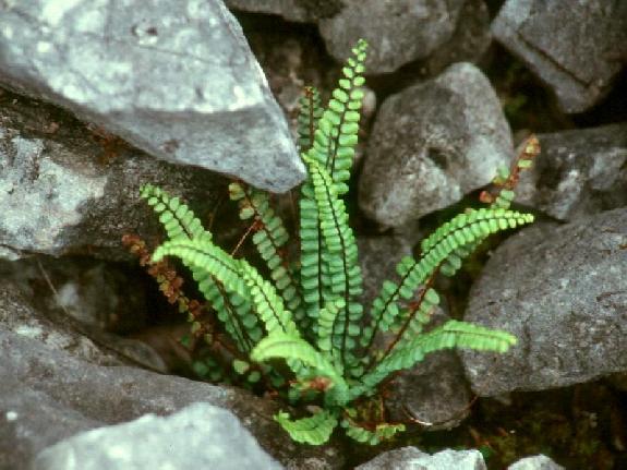 Asplenium trichomanes subsp. trichomanes
