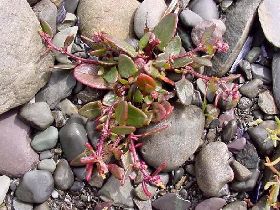 Atriplex nudicaulis Boguslaw [= Atriplex praecox H�lph. ]
