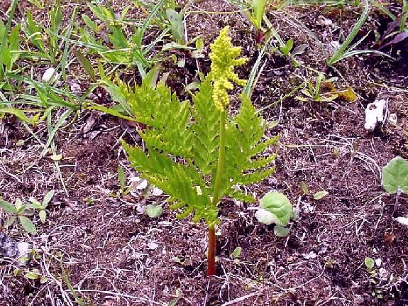 Botrychium virginianum (L.) Swartz
