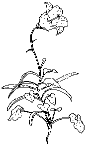 Campanula rotundifolia