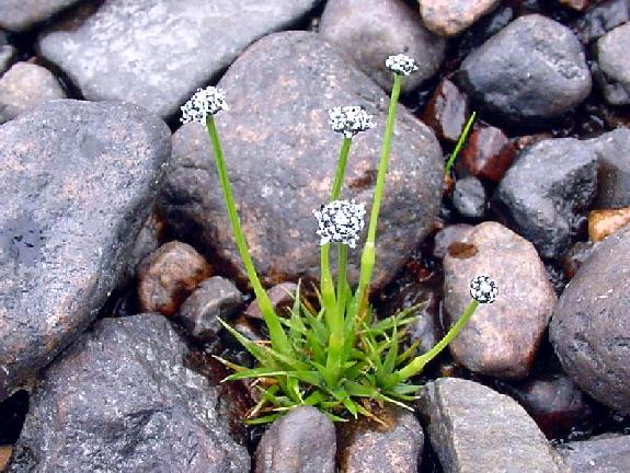 Eriocaulon aquaticum (Hill) Druce