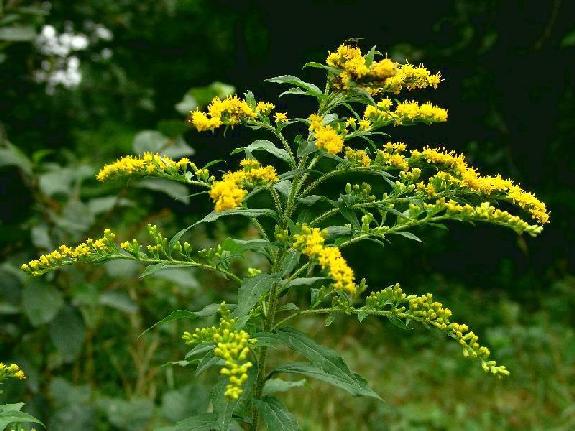 Solidago rugosa Mill. subsp. rugosa
