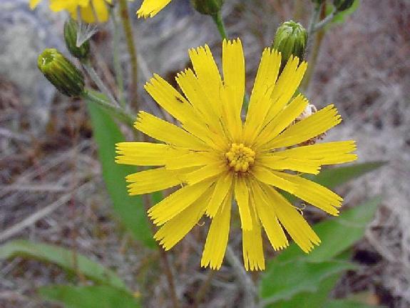 Hieracium lachenalii C. C. Gmel.