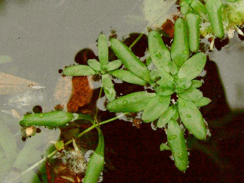 Callitriche Verna