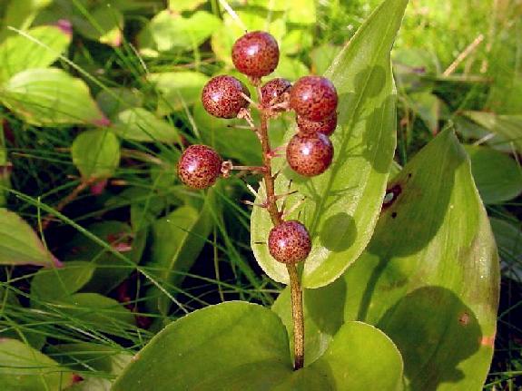 Maianthemum canadense Desf. subsp. canadense