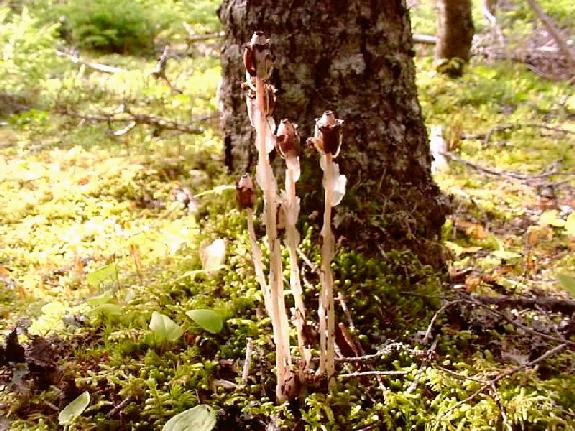Monotropa uniflora L.