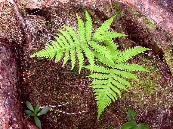 Phegopteris connectilis (Michx.) Watt
