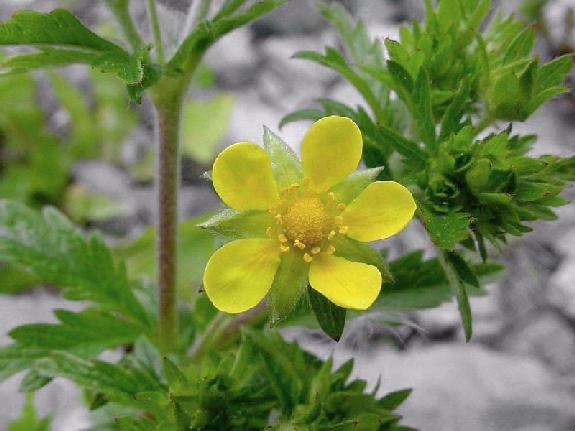 Potentilla intermedia L.