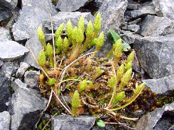 Selaginella selaginoides (L.) P.Beauv. ex Mart. & Schrank