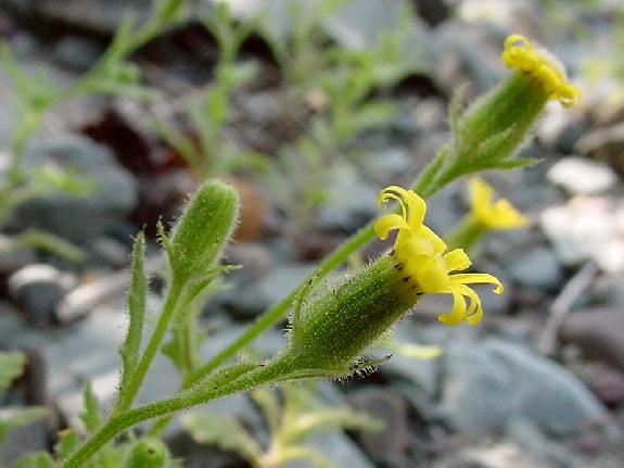 Senecio viscosus L.