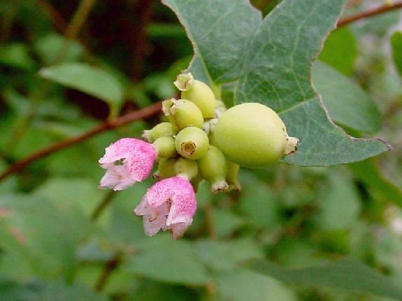 Symphoricarpos albus (L.) S.F. Blake