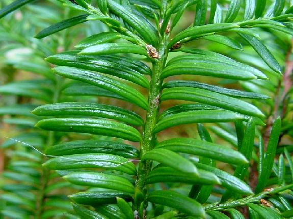 Taxus canadensis Marshall