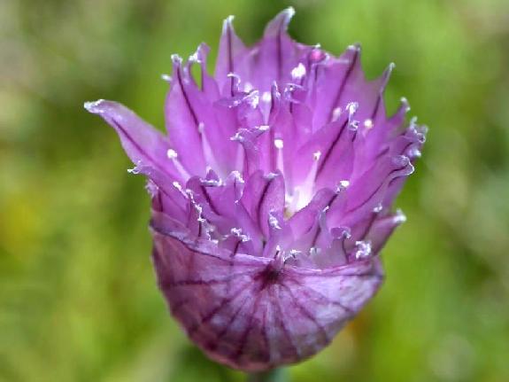 Allium schoenoprasum L. var. sibiricum (L.) Hartm.