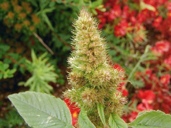 Amaranthus retroflexus