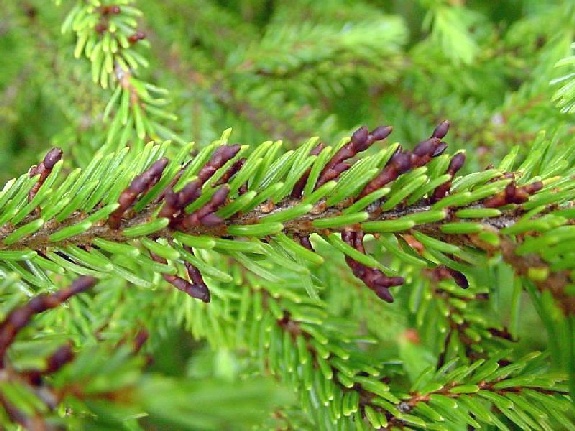 Arceuthobium pusillum