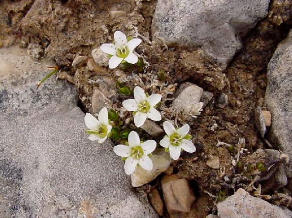 Arenaria humifusa Wahlenb.