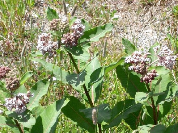 Asclepias syriaca L.
