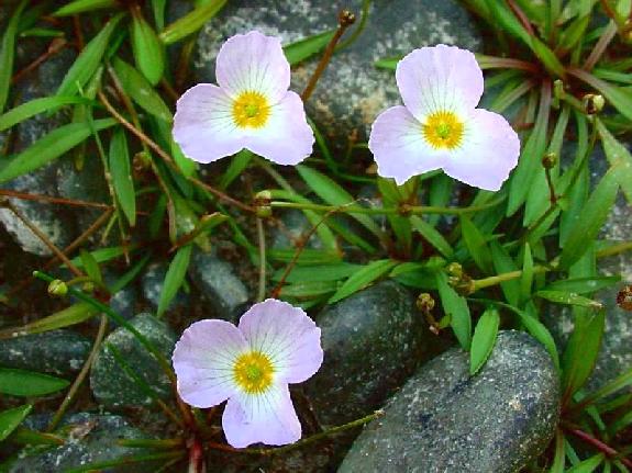 Baldellia ranunculoides (L.) Parl.