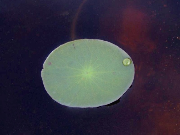 Brasenia schreberi J. F. Gmelin