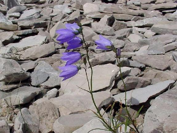 Campanula rotundifolia L.