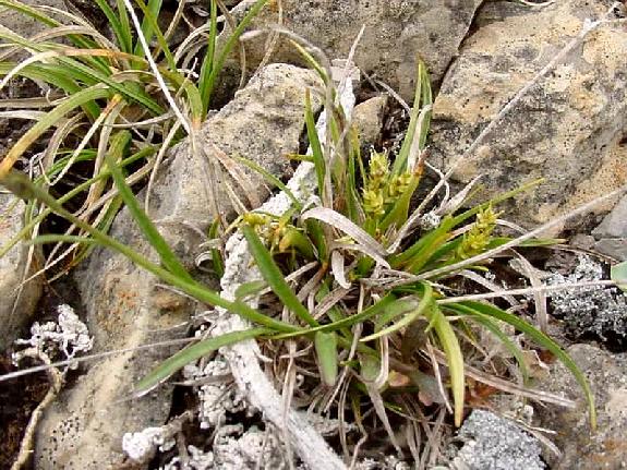 Carex capillaris L. subsp. capillaris