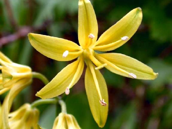 Clintonia borealis (Aiton) Raf.
