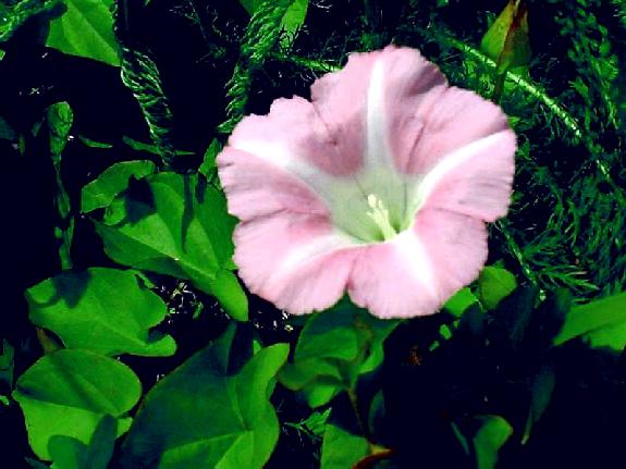 Calystegia sepium (L.) R.Br. subsp. americana (Sims) Brummitt