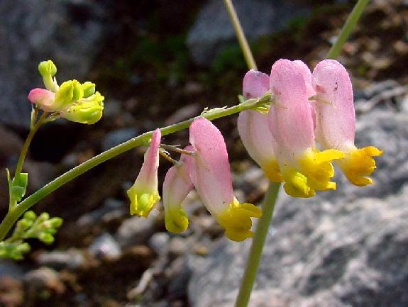 Capnoides sempervirens (L.) Borkh.