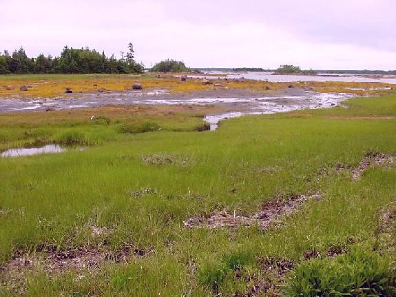 Dildo Run Salt Marsh