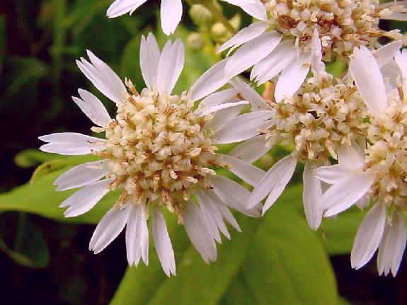Doellingeria umbellata (Mill.) Nees var. umbellata
