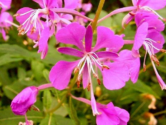 Chamerion angustifolium (L.) Holub