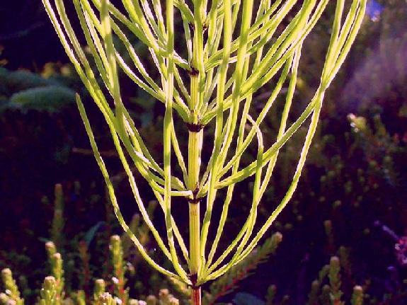 Equisetum arvense L.