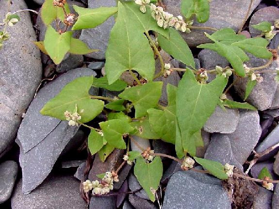 Fallopia convolvulus (L.) �. L�ve