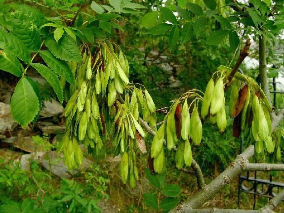 Fraxinus excelsior L.