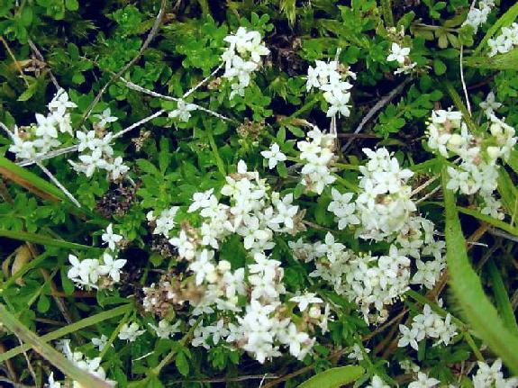 Galium saxatile L.