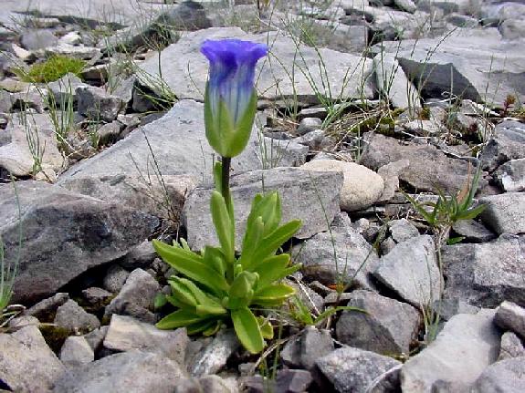 Gentianopsis nesophila (T.Holm) Iltis
