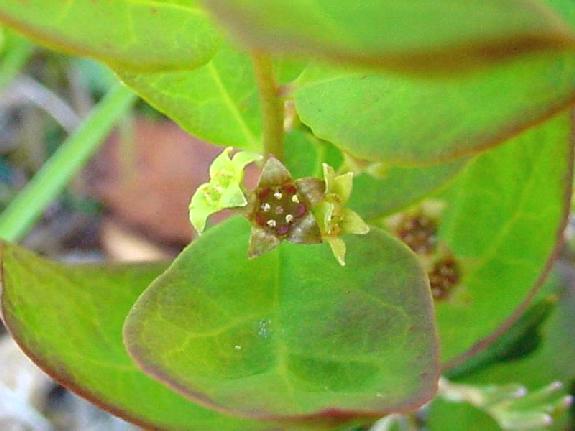 Geocaulon lividum (Richardson) Fernald