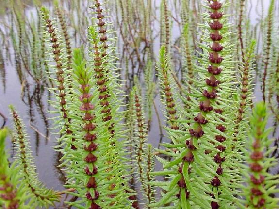 Hippuris vulgaris L.
