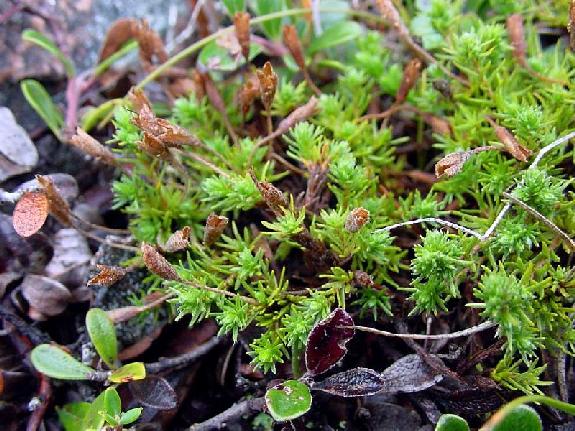 Hudsonia ericoides L.