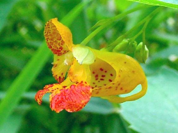 Impatiens capensis Meerb.