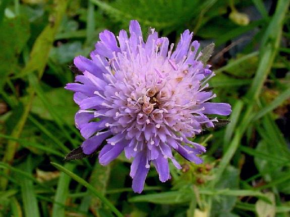 Knautia arvensis (L.) Duby