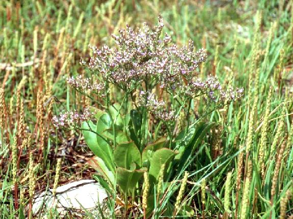 Limonium carolinianum (Walter) Britton