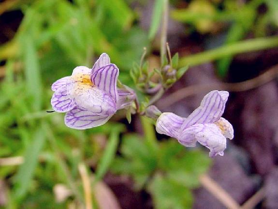 Linaria repens (L.) Mill.