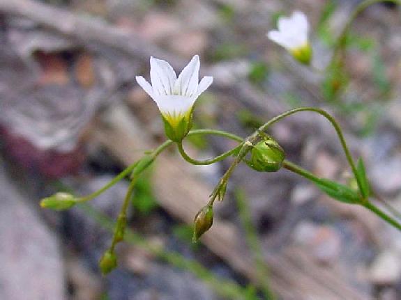 Linum catharticum L.