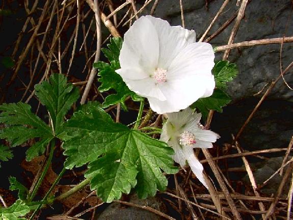 Malva moschata L.