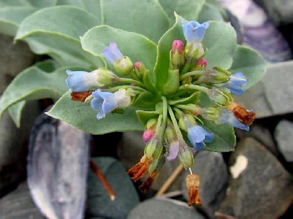 Mertensia maritima (L.) S.F. Gray