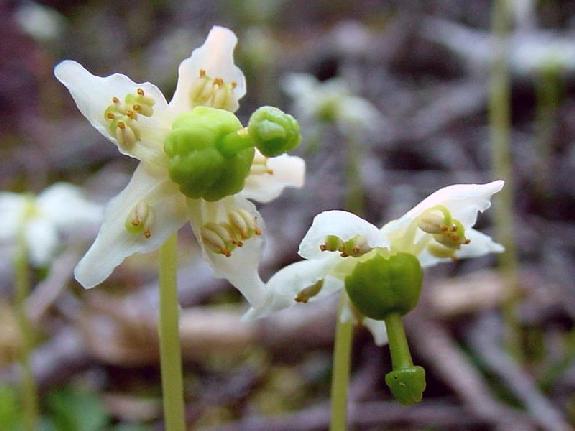 Moneses uniflora (L.) A. Gray