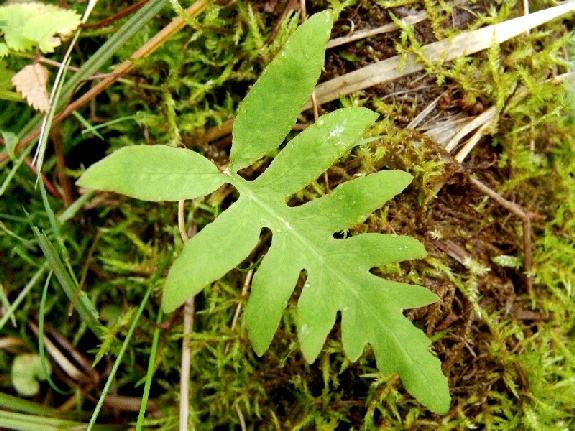Onoclea sensibilis Linnaeus