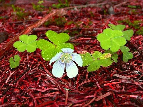 Oxalis montana Raf.